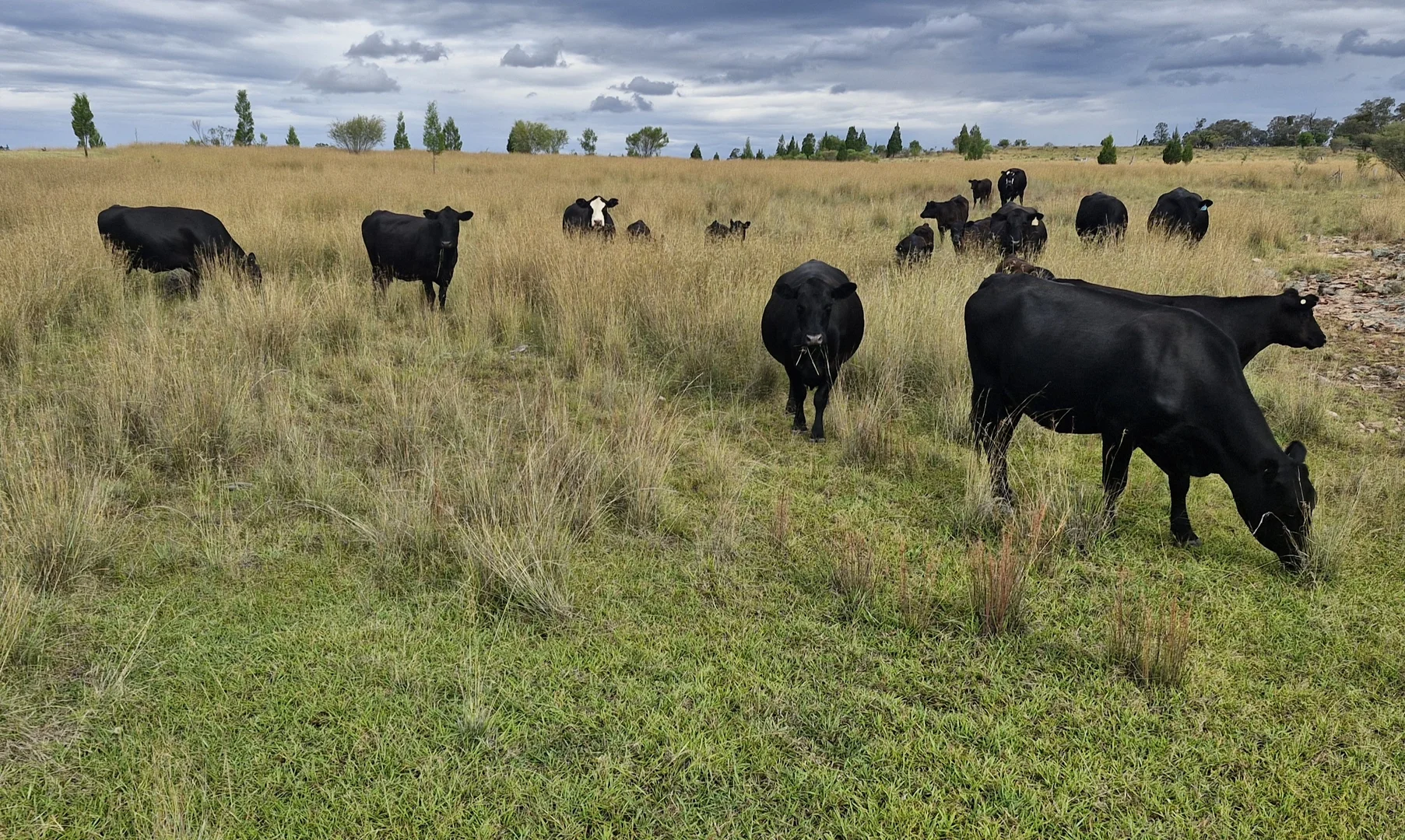 Additional image 4 of 60 Windorah Road, Inverell NSW 2360