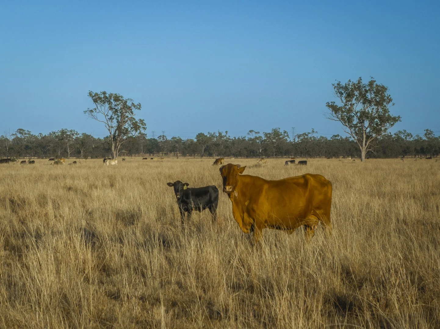 Additional image 18 of Darling Downs, Cooranga QLD 4408