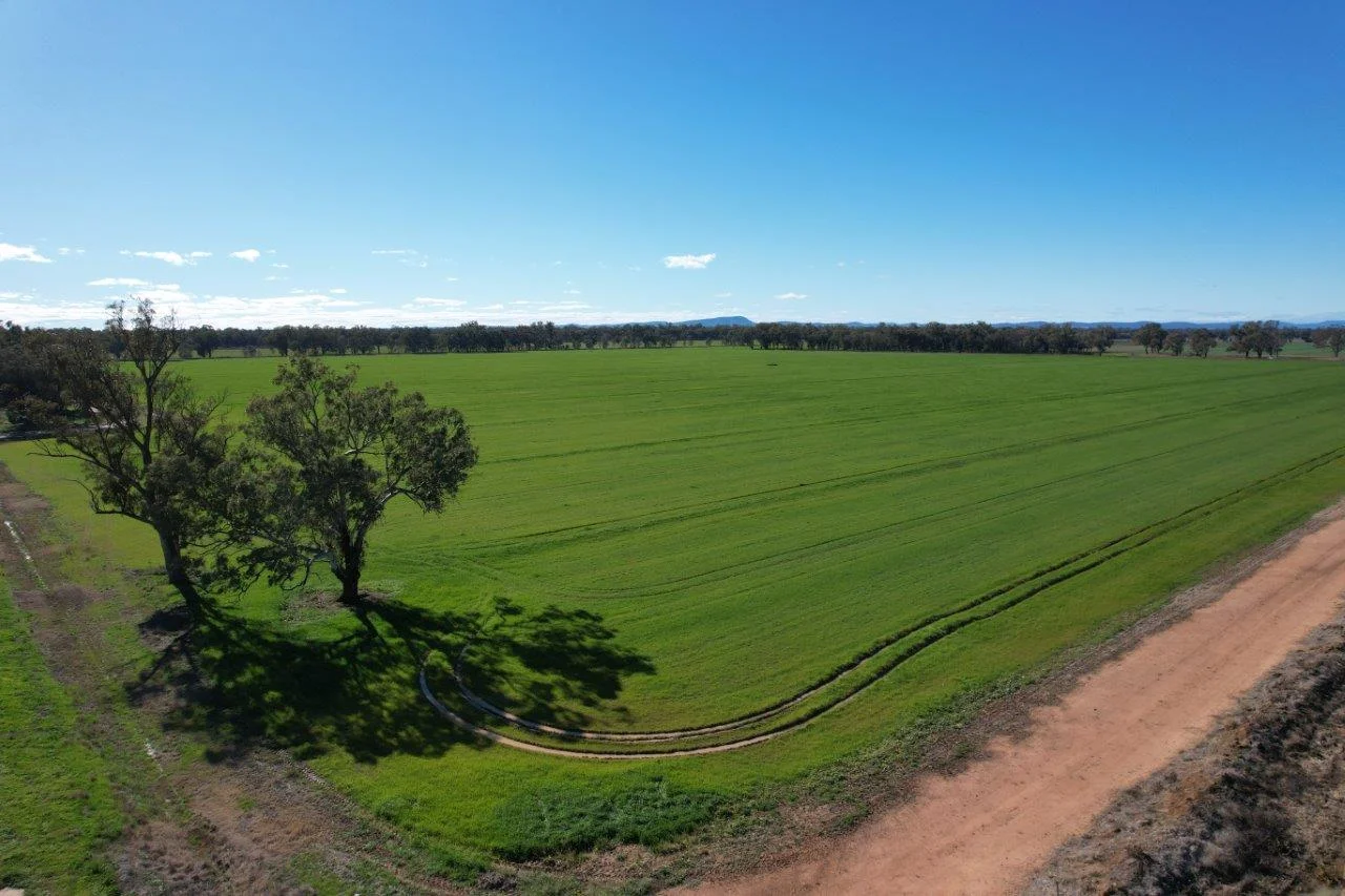 Additional image 6 of 8065 Lachlan Valley Way, Forbes NSW 2871