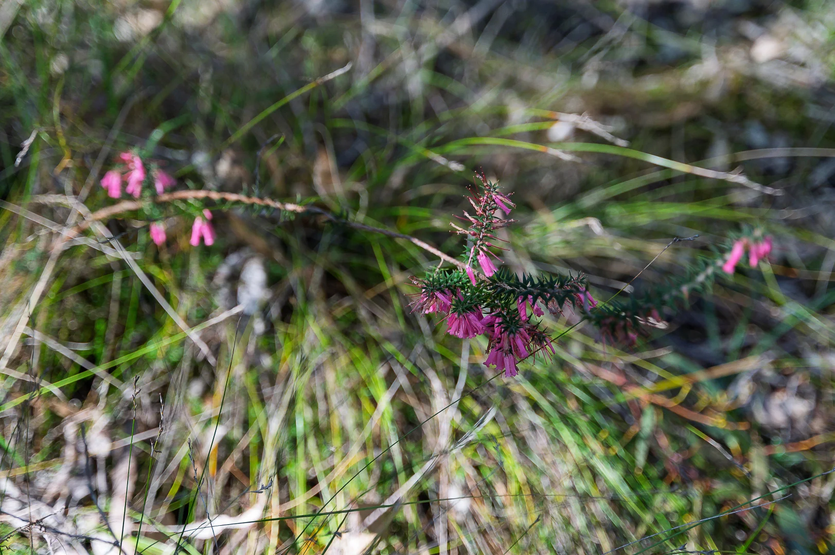 Additional image 18 of Lot 201 Tiers Road, Lenswood SA 5240