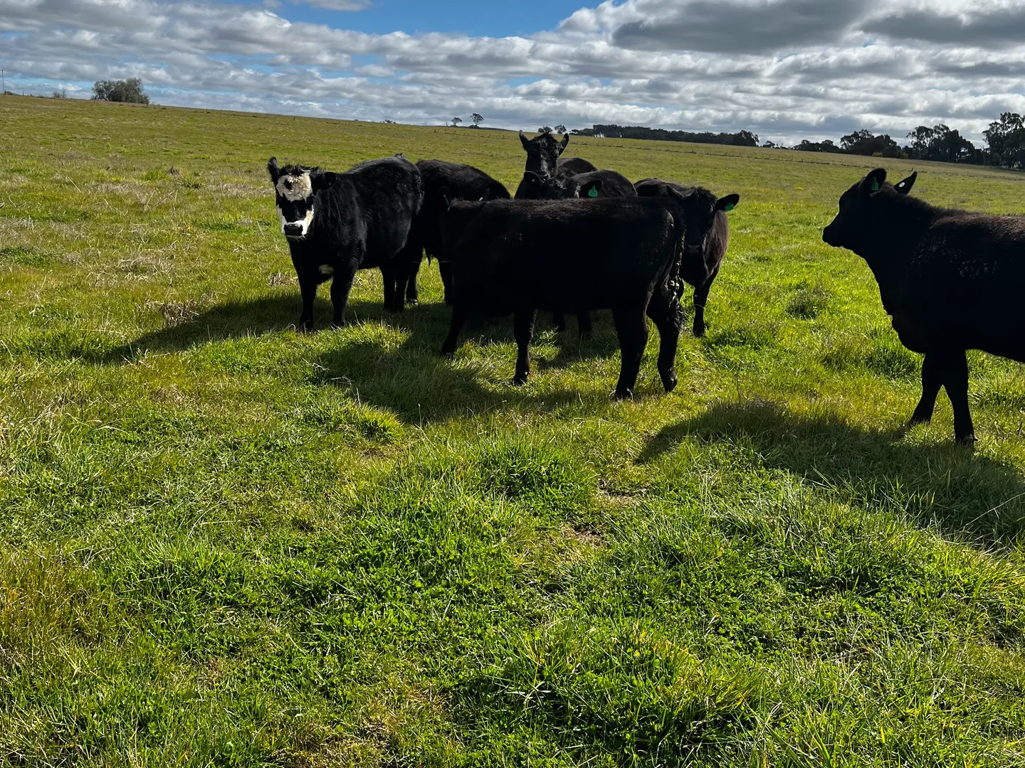 Additional image 6 of 1 Eurimbla Road, Cumnock NSW 2867