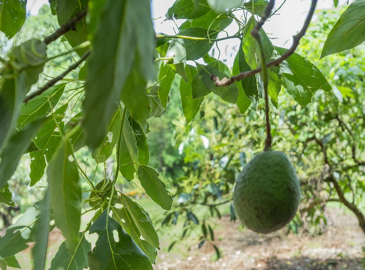 Additional image 22 of 3384 Esk-Hampton Road, Ravensbourne QLD 4352