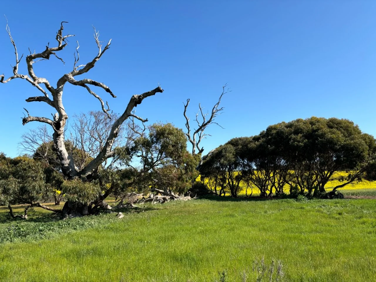 Additional image 30 of Lot 5 McAvaney Lane, Whites Flat SA 5607