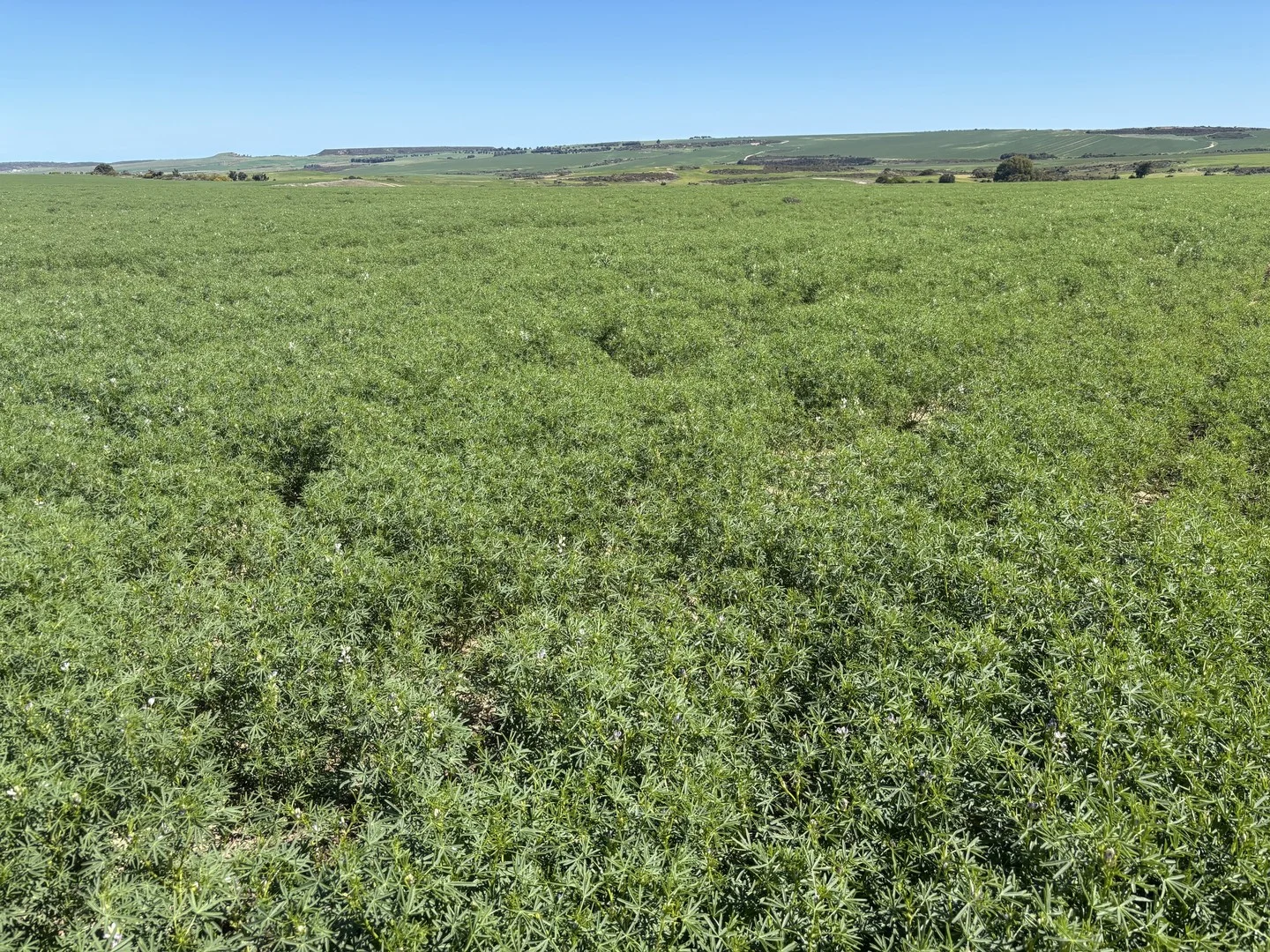 Lot 55 Ahern Place, Hickety WA 6532