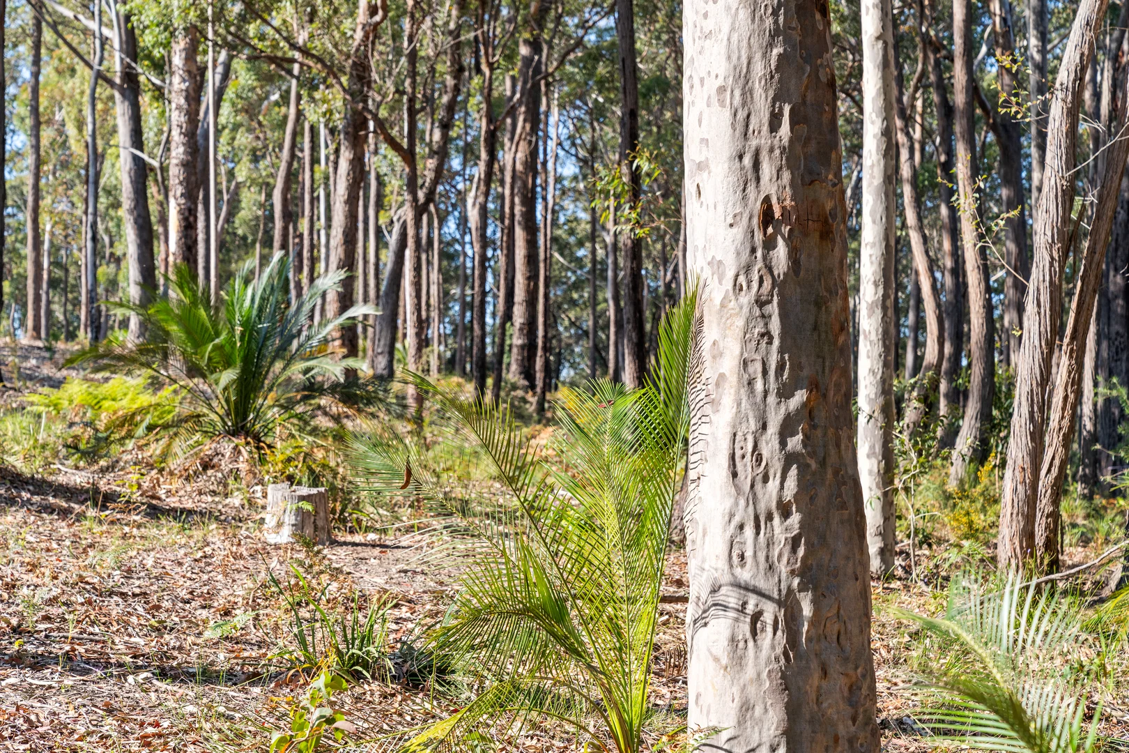 Additional image 12 of Lot 30 Clyde View Drive, Long Beach NSW 2536