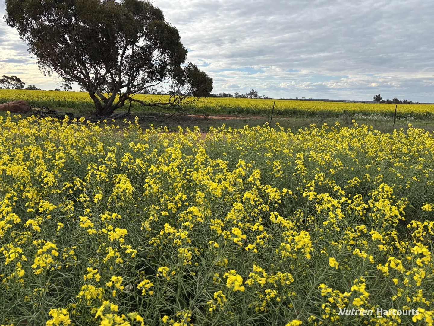 Additional image 8 of . 'Yetelling', Bencubbin WA 6477