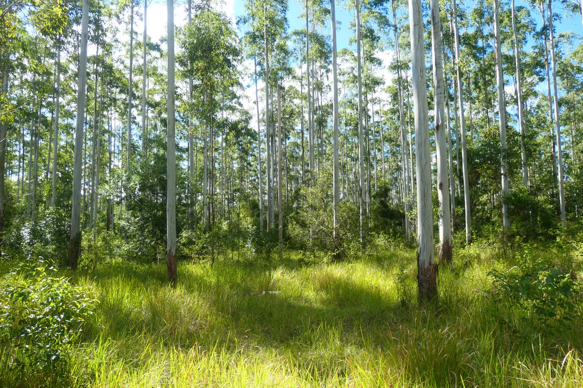 Additional image 16 of 146 Mills Road, Bean Creek NSW 2469