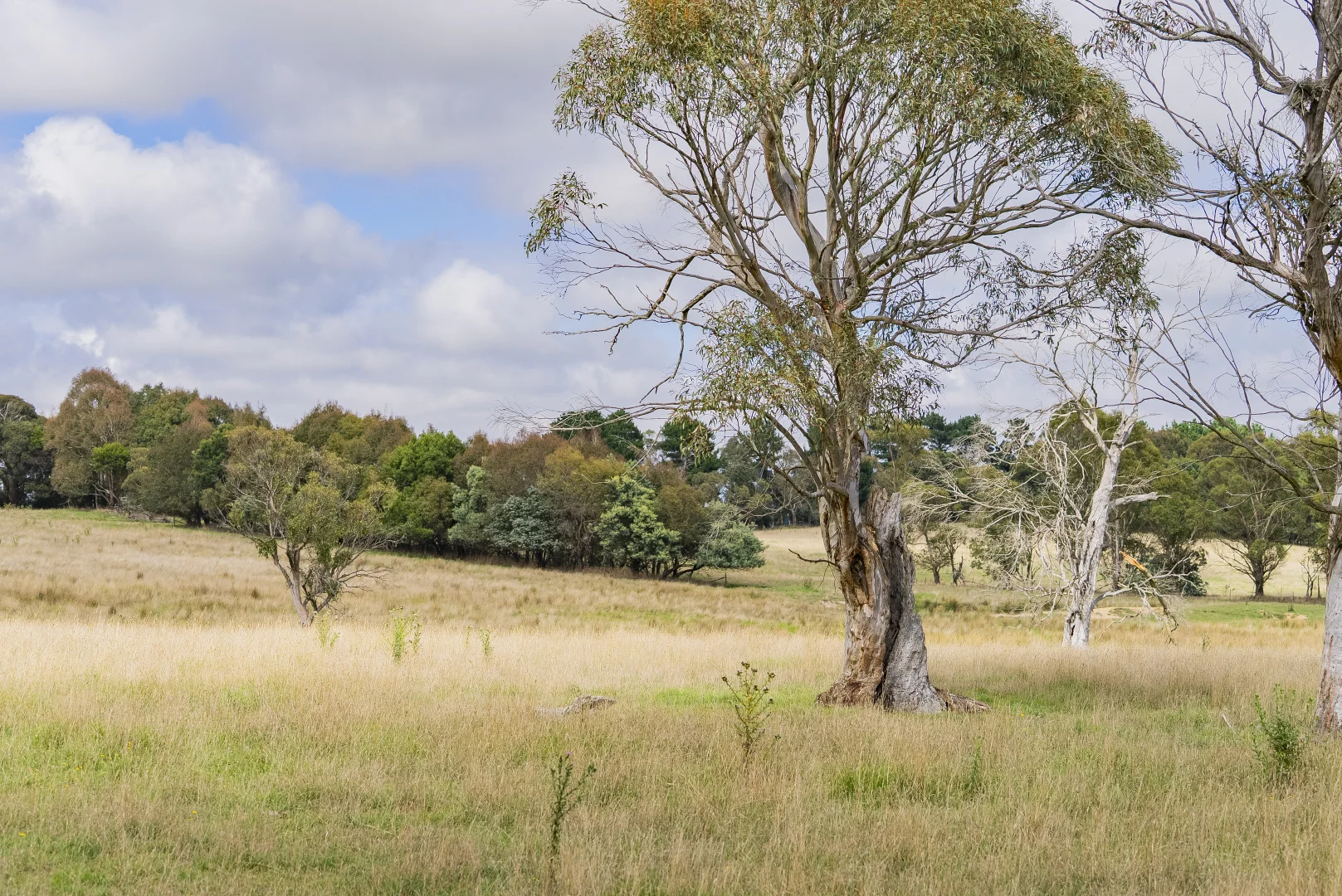 Additional image 17 of 251 Mount Rae Road, Roslyn NSW 2580