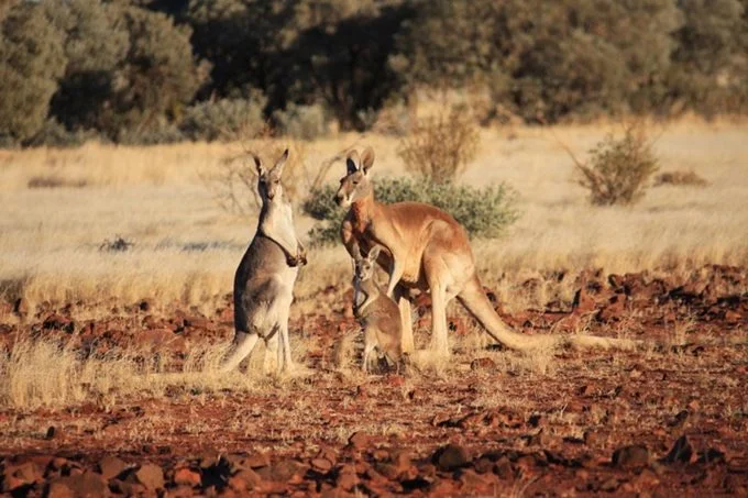 Additional image 11 of Lot 1/615 Greenvale Grove, Greenvale VIC 3059