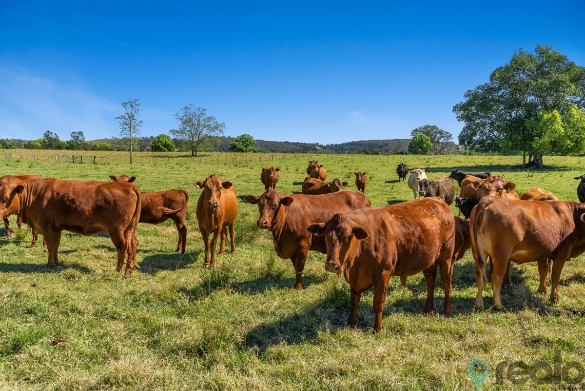 Additional image 3 of 20 Charlton Avenue, South Lismore NSW 2480