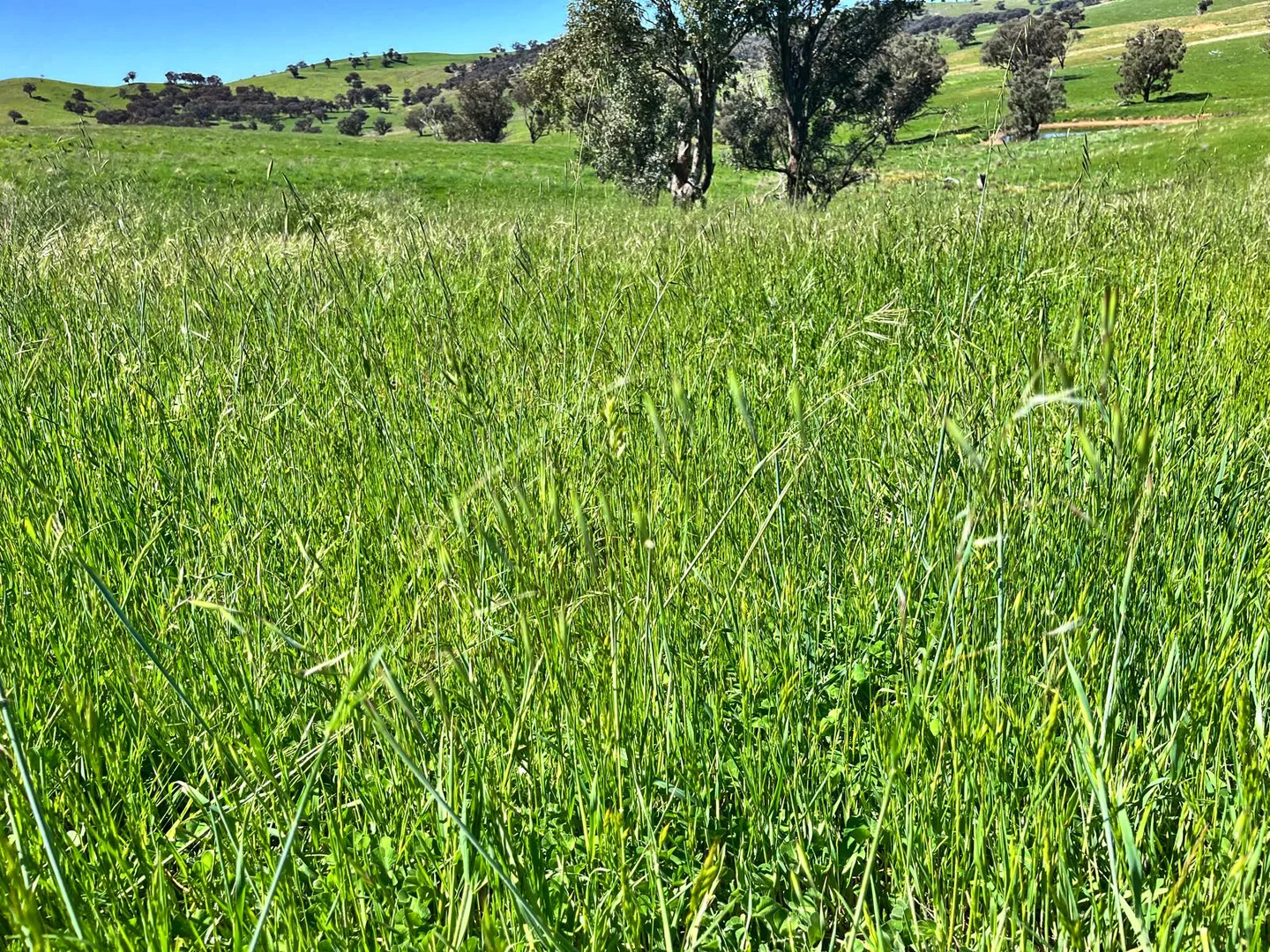 Additional image 31 of 'horse Gully' Old Waugoola Road, Woodstock NSW 2793