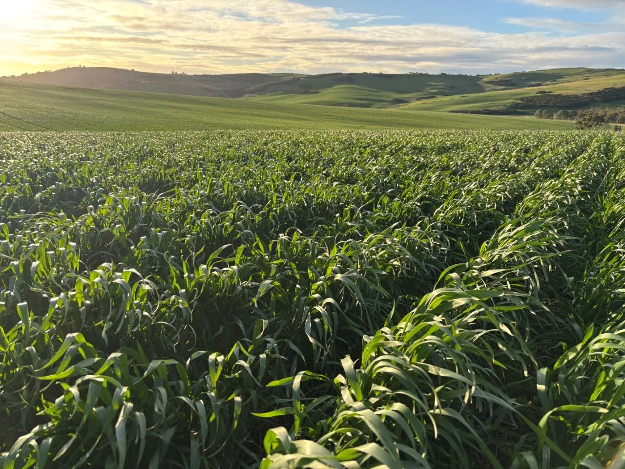 Additional image 23 of Lot 5 McAvaney Lane, Whites Flat SA 5607