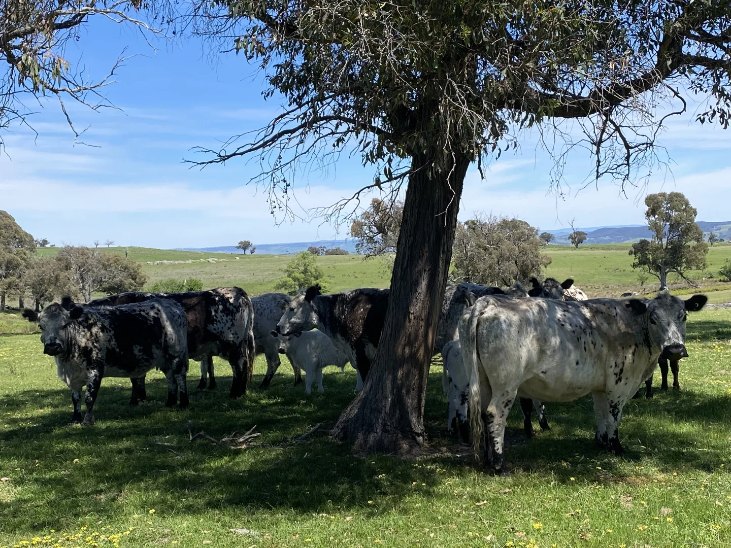 Additional image 23 of 1709 Bigga Road, Bigga NSW 2583