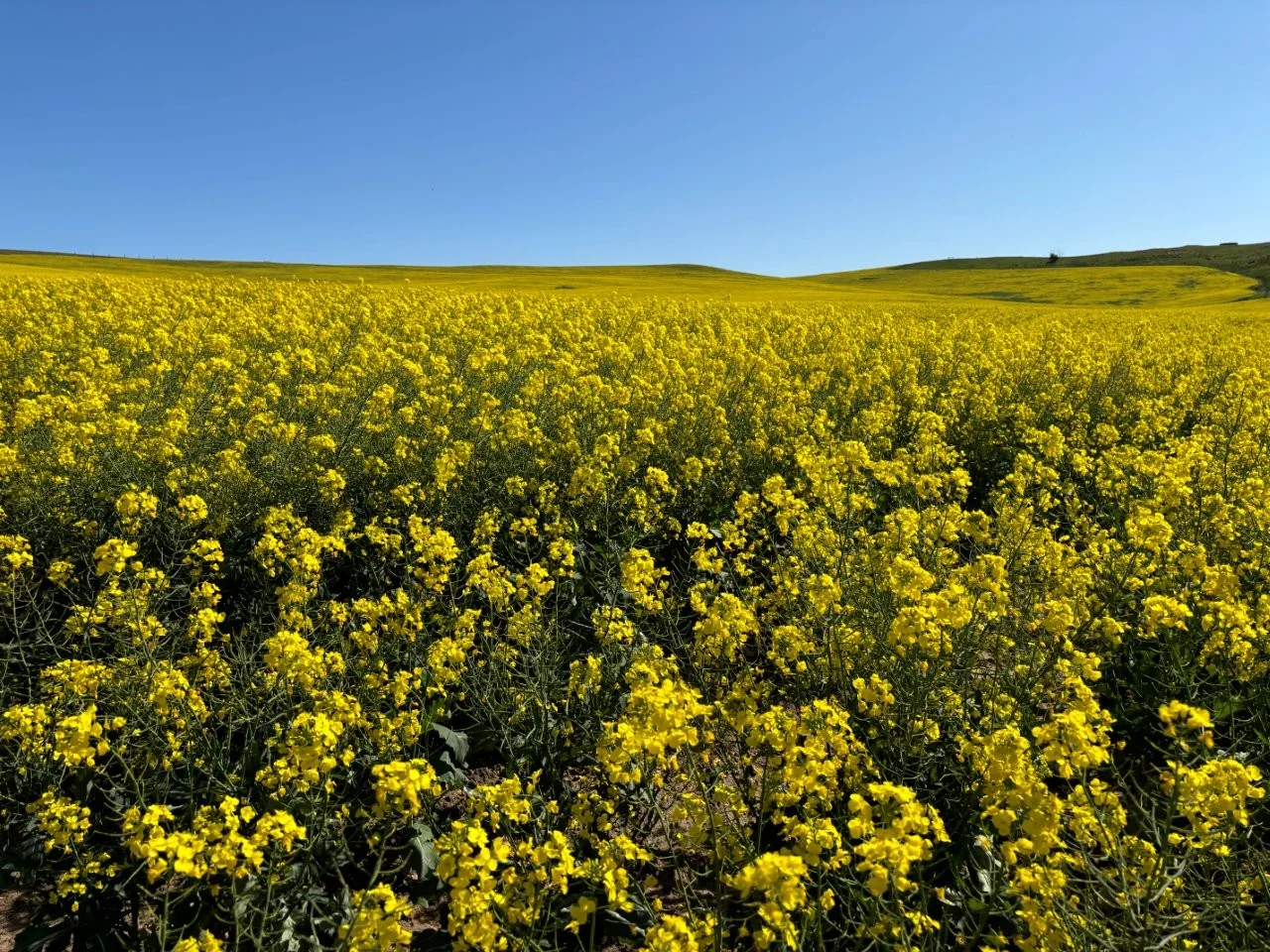 Additional image 4 of Lot 5 McAvaney Lane, Whites Flat SA 5607