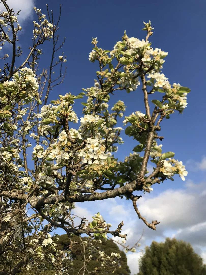 Additional image 18 of 90 Bischoffs Road, Pegarah TAS 7256