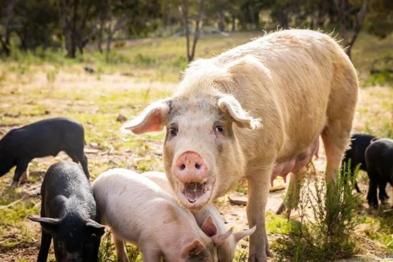 Additional image 27 of 594 Pyramul Road, Windeyer NSW 2850