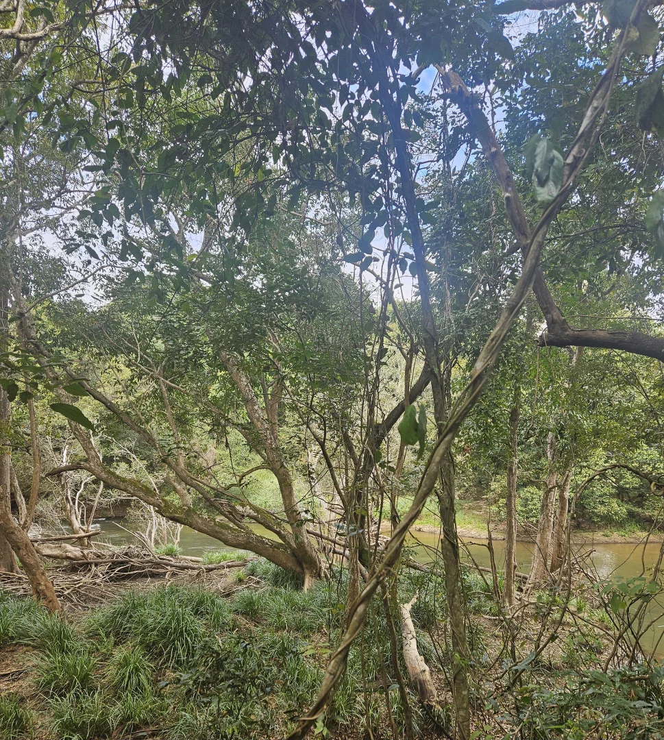 Additional image 3 of 158 Hodzic Rd, Biboohra QLD 4880