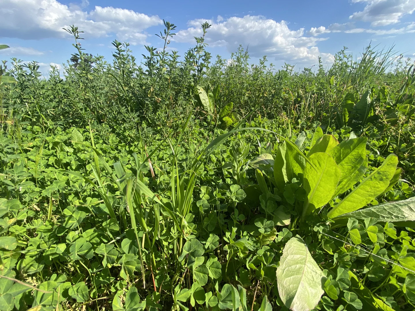 Additional image 7 of 1715 The Bogan Way, Forbes NSW 2871