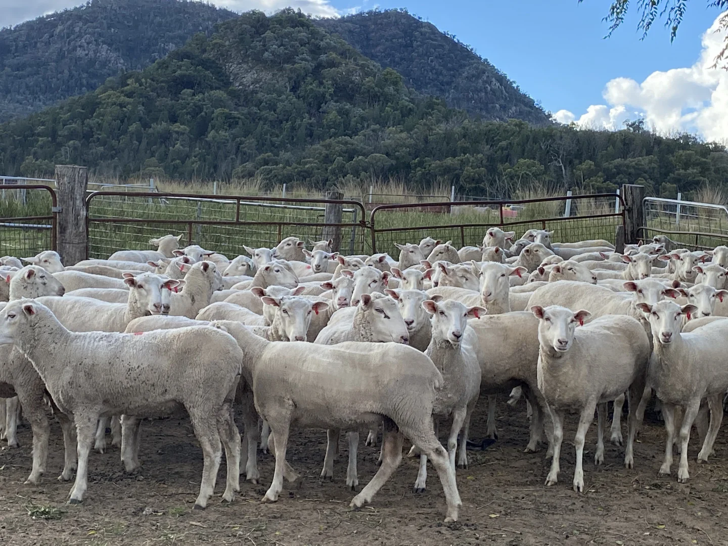 Additional image 96 of 1124 WARKTON ROAD, Coonabarabran NSW 2357