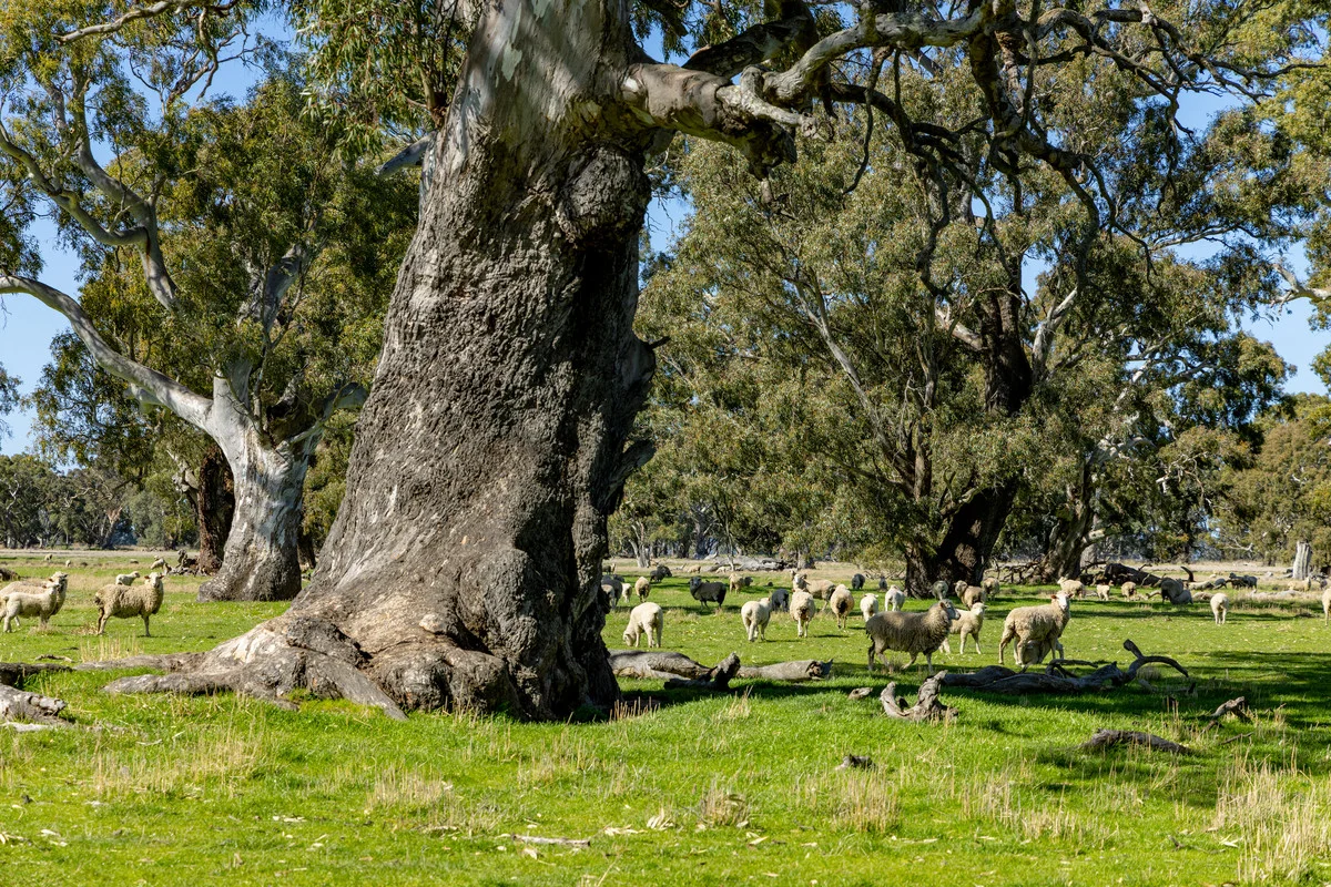 Additional image 9 of 102 Hillman Road, Middle Creek VIC 3375