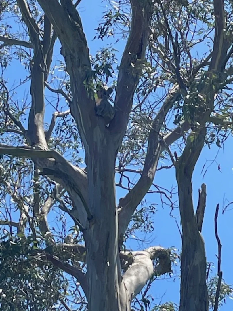 Additional image 36 of Lot 1 and Lot 5 Bald Hills Road, Plainby QLD 4355