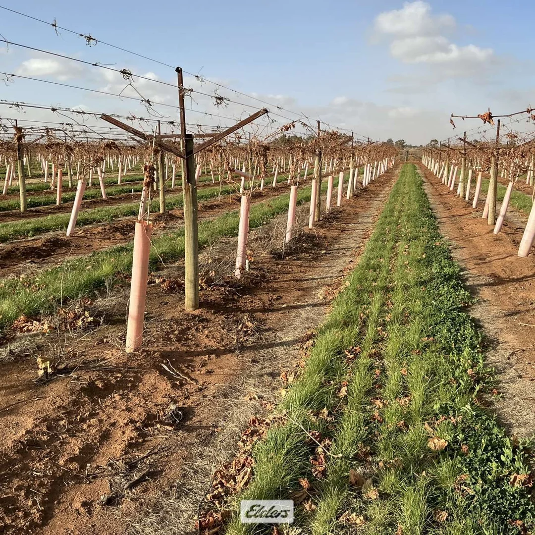 Additional image 18 of 221 & 245 Cowanna Avenue, Merbein South VIC 3505