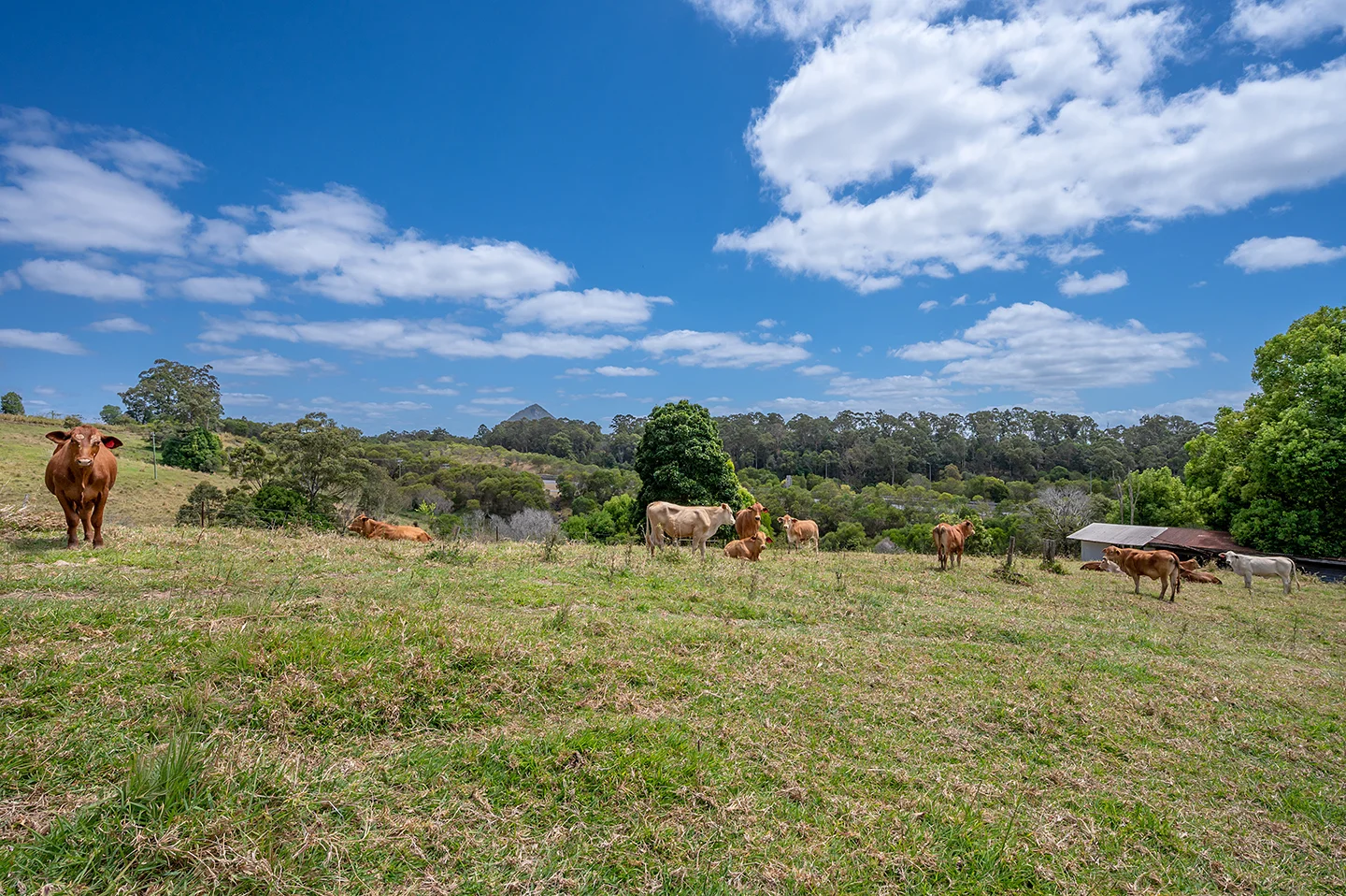 Additional image 4 of 220 Black Mountain Range Road, Black Mountain QLD 4563