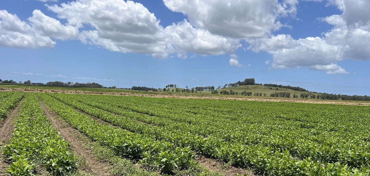 Additional image 13 of 360 Bungawalbin Whiporie Road, Bungawalbin NSW 2469