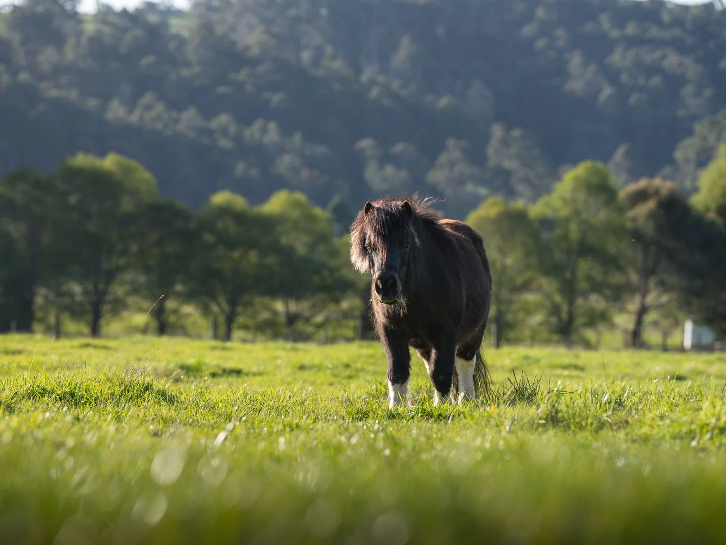 Additional image 13 of Lot 0 Goss Road, Railton TAS 7305