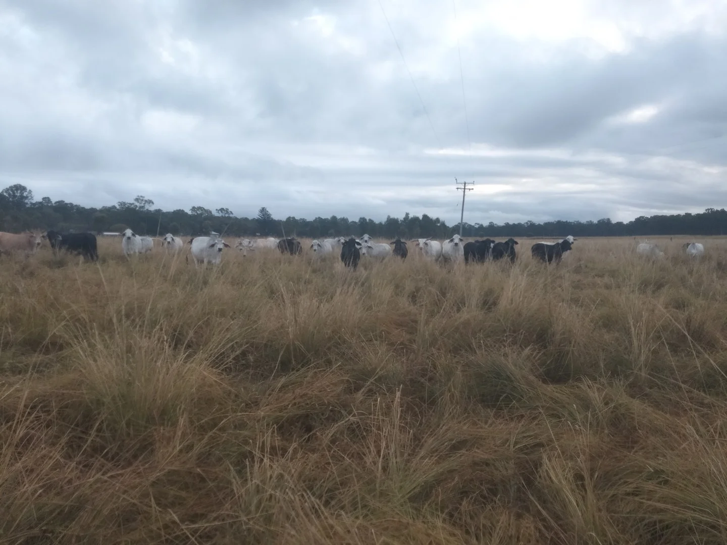 Additional image 2 of 3359 Lowmead Road, Lowmead QLD 4676