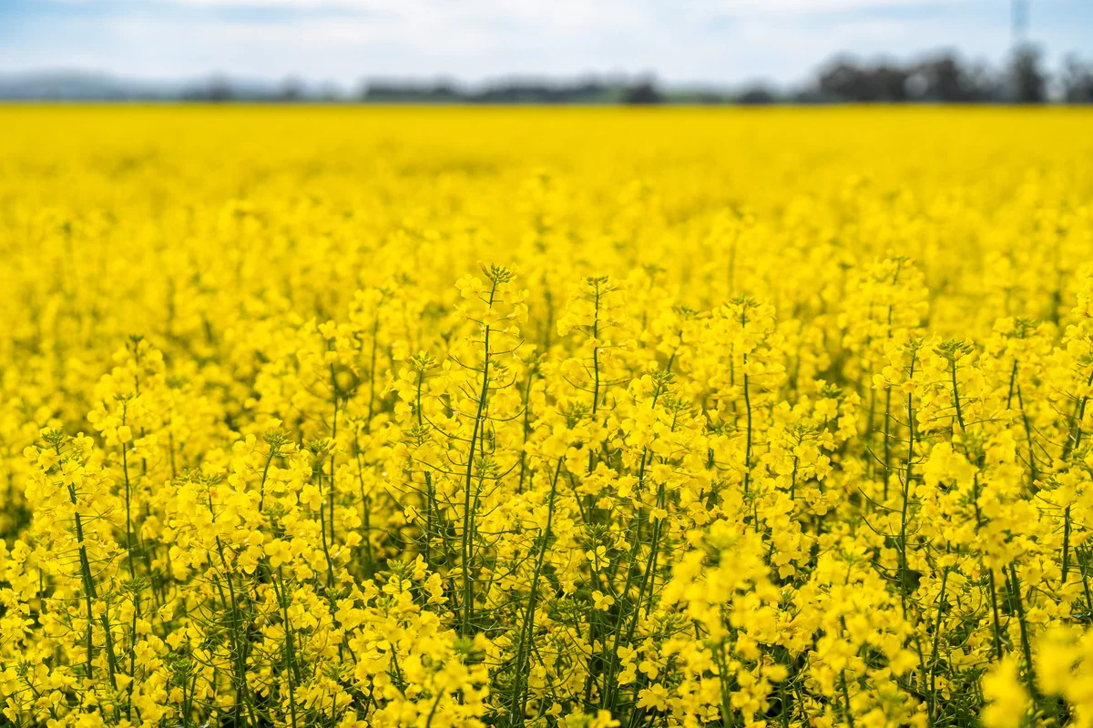 Additional image 7 of Olympic Highway, Yerong Creek NSW 2642