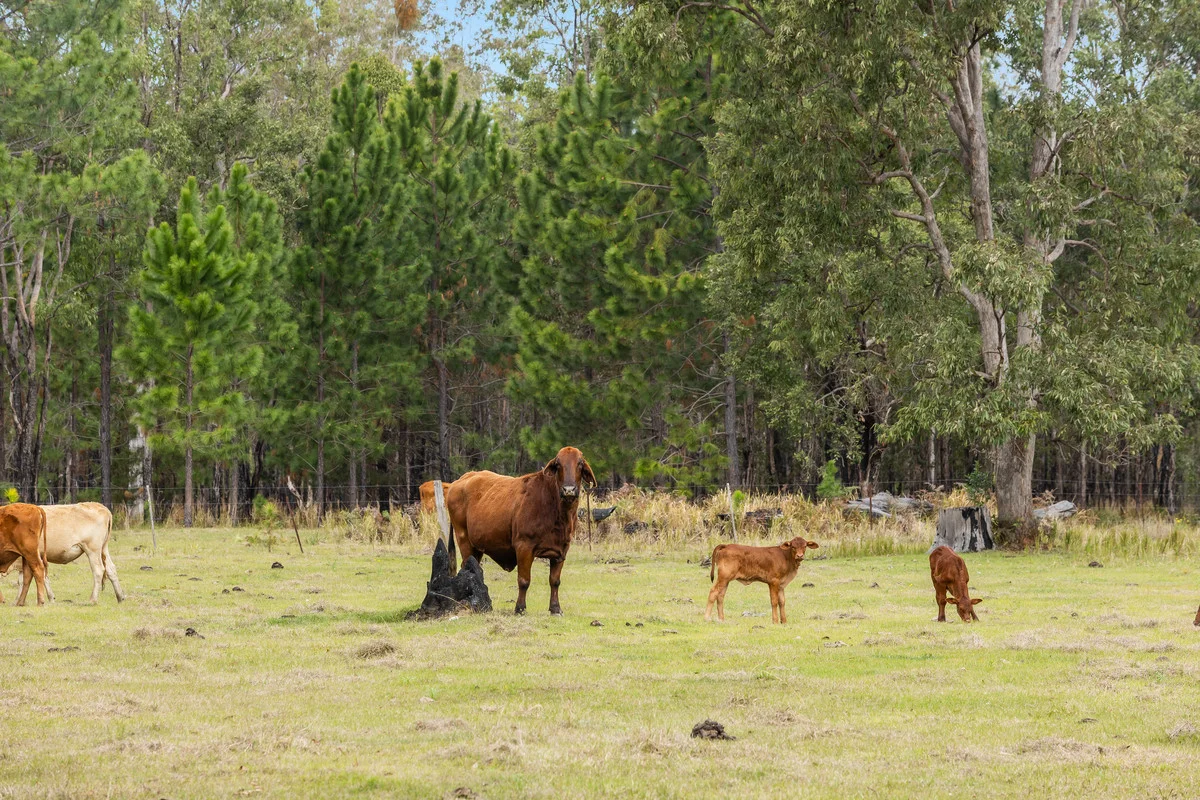 Additional image 28 of 3560 Bungawalbin Whiporie Road, Gibberagee NSW 2469