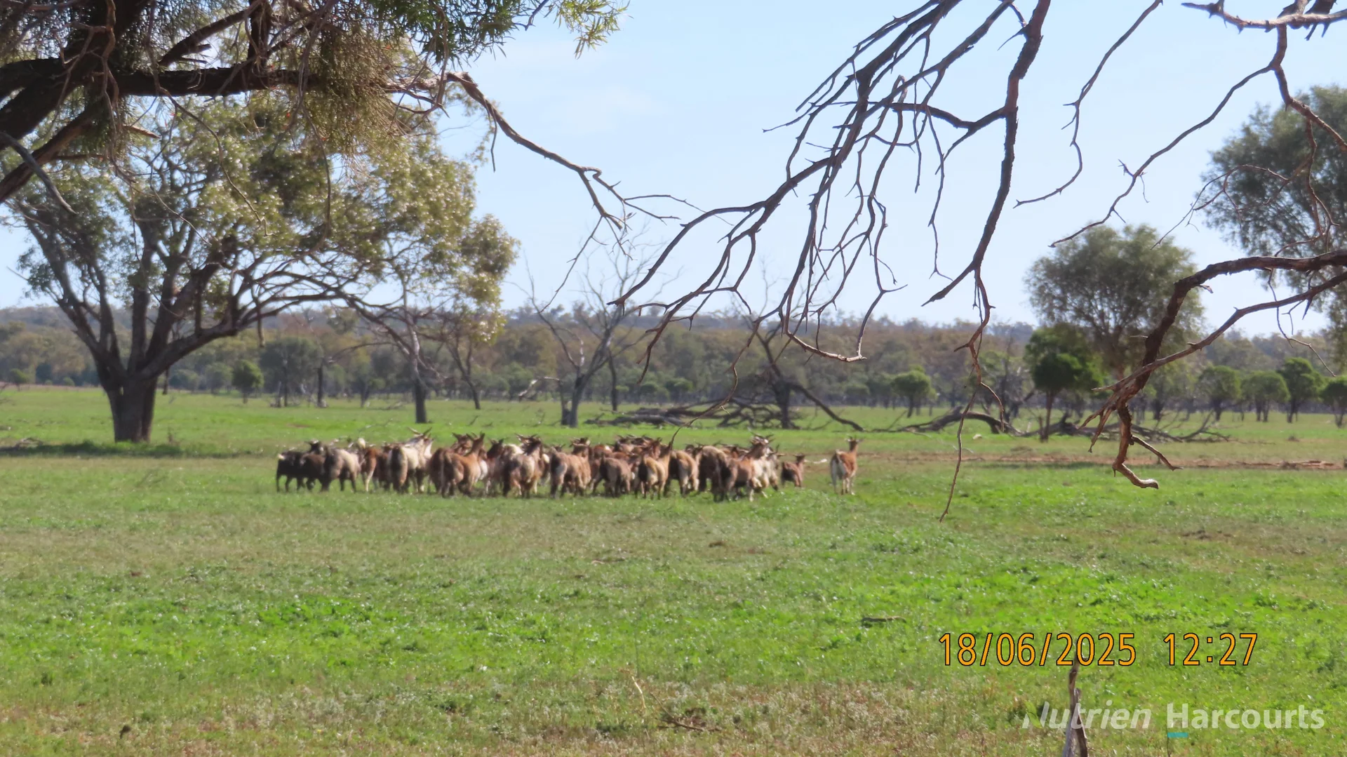 Additional image 9 of * Springvale, Walgett NSW 2832