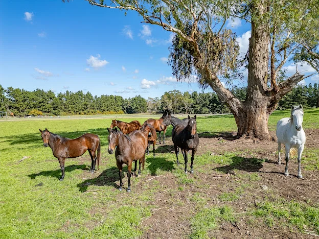 Additional image 16 of 543 Aberbaldie road, Walcha NSW 2354