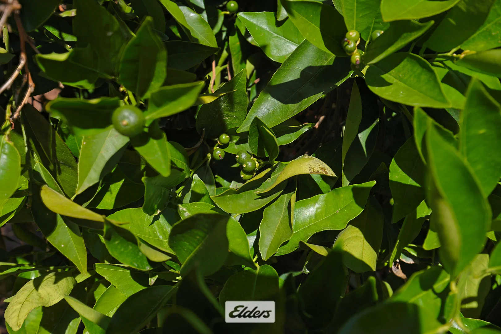 Additional image 4 of 310 Delta Road, Curlwaa NSW 2648