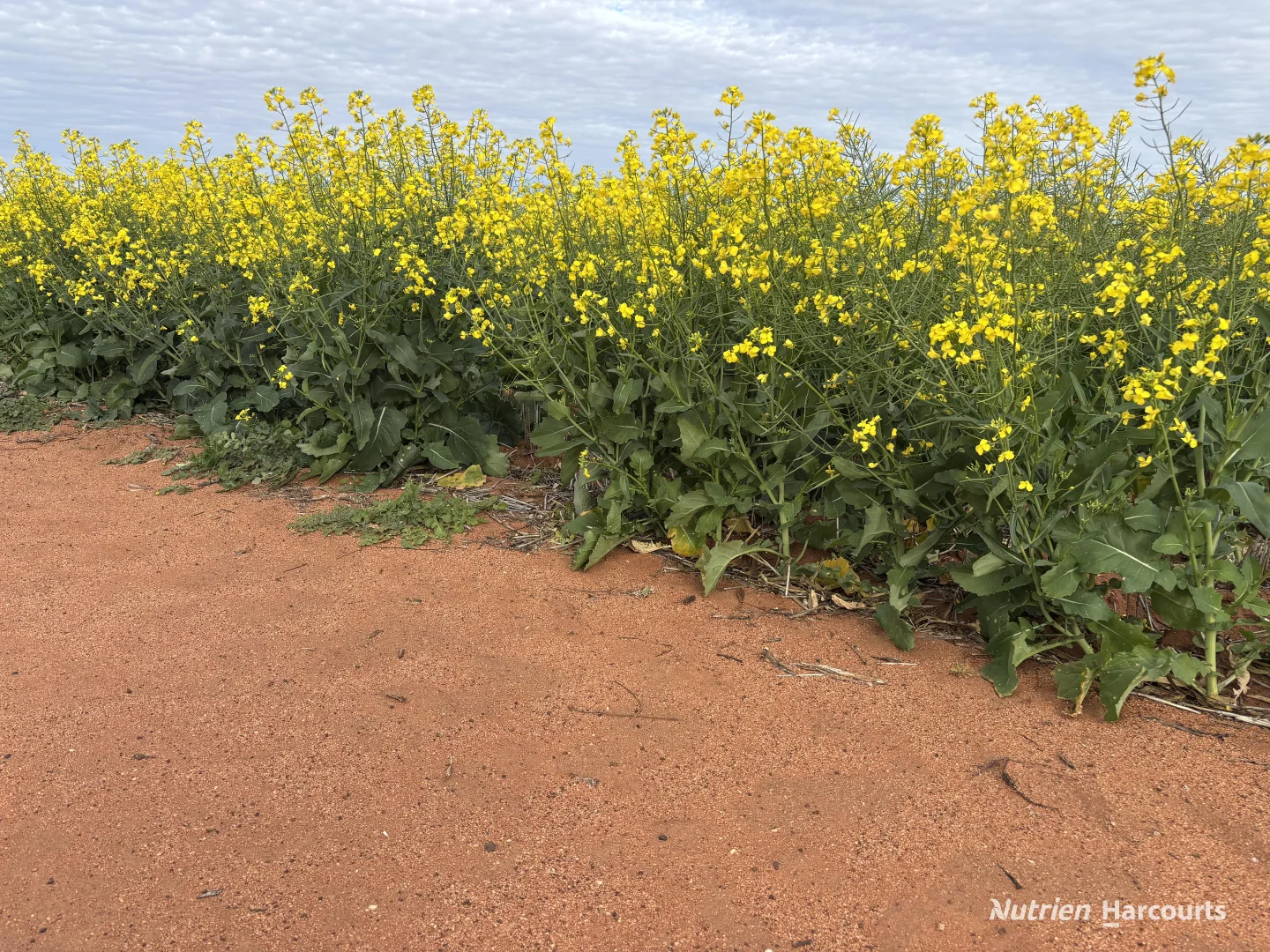 Additional image 6 of . 'Yetelling', Bencubbin WA 6477