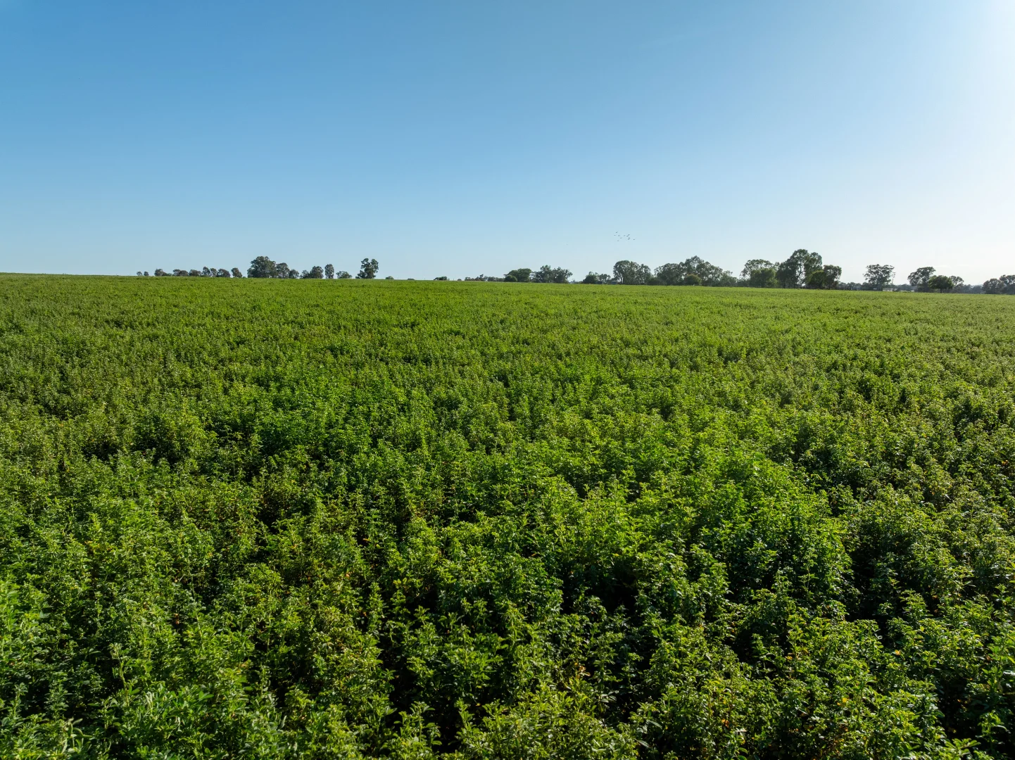 Additional image 24 of 6021 Riverina Highway, Hopefield NSW 2646