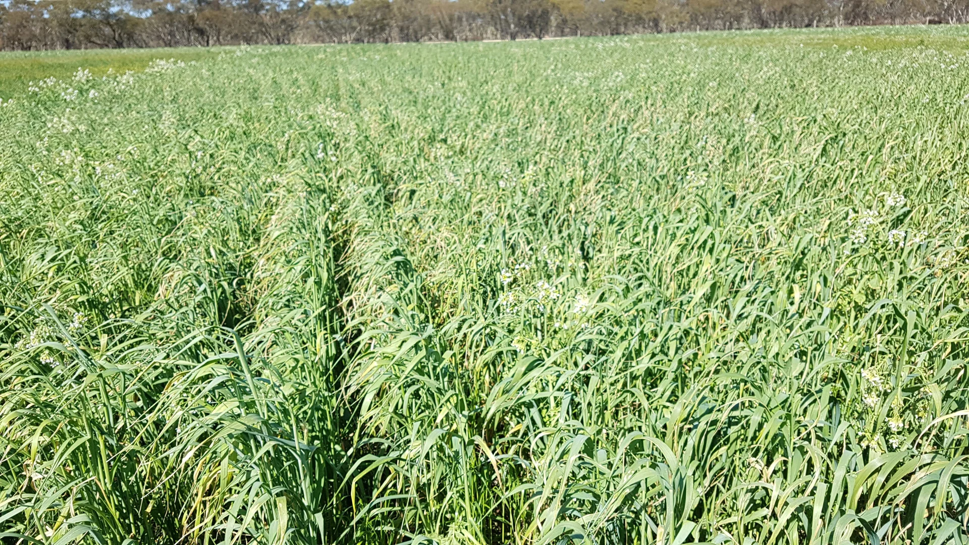 Additional image 2 of 2329 Parrakie North Road, Marama SA 5307