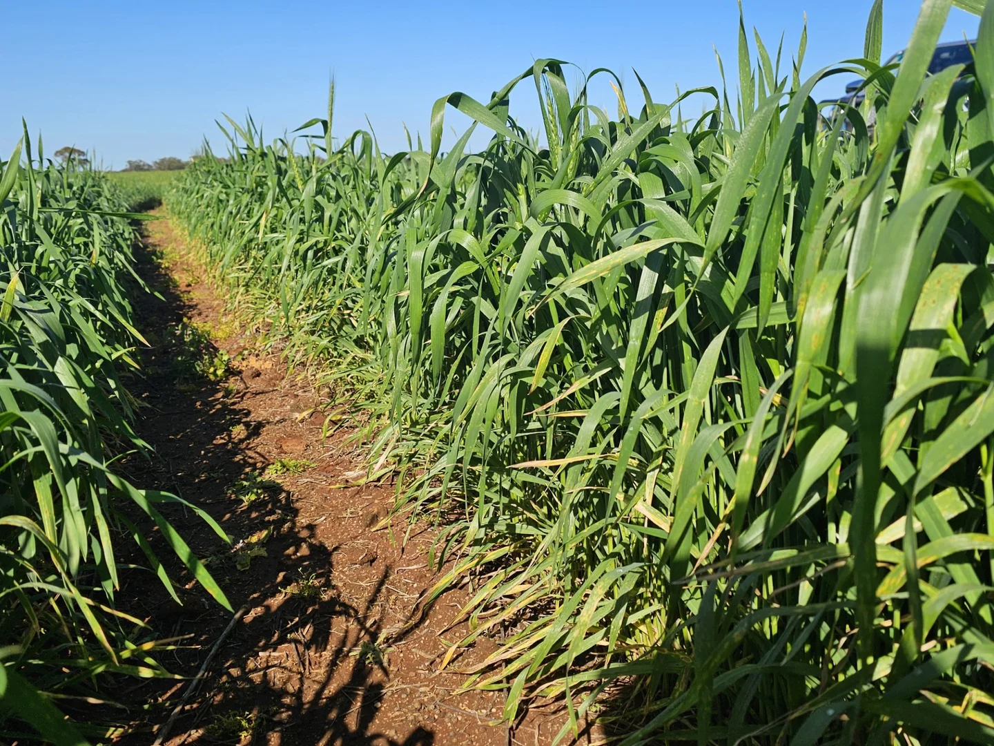 Additional image 41 of 492 Eremeran Road, Condobolin NSW 2877