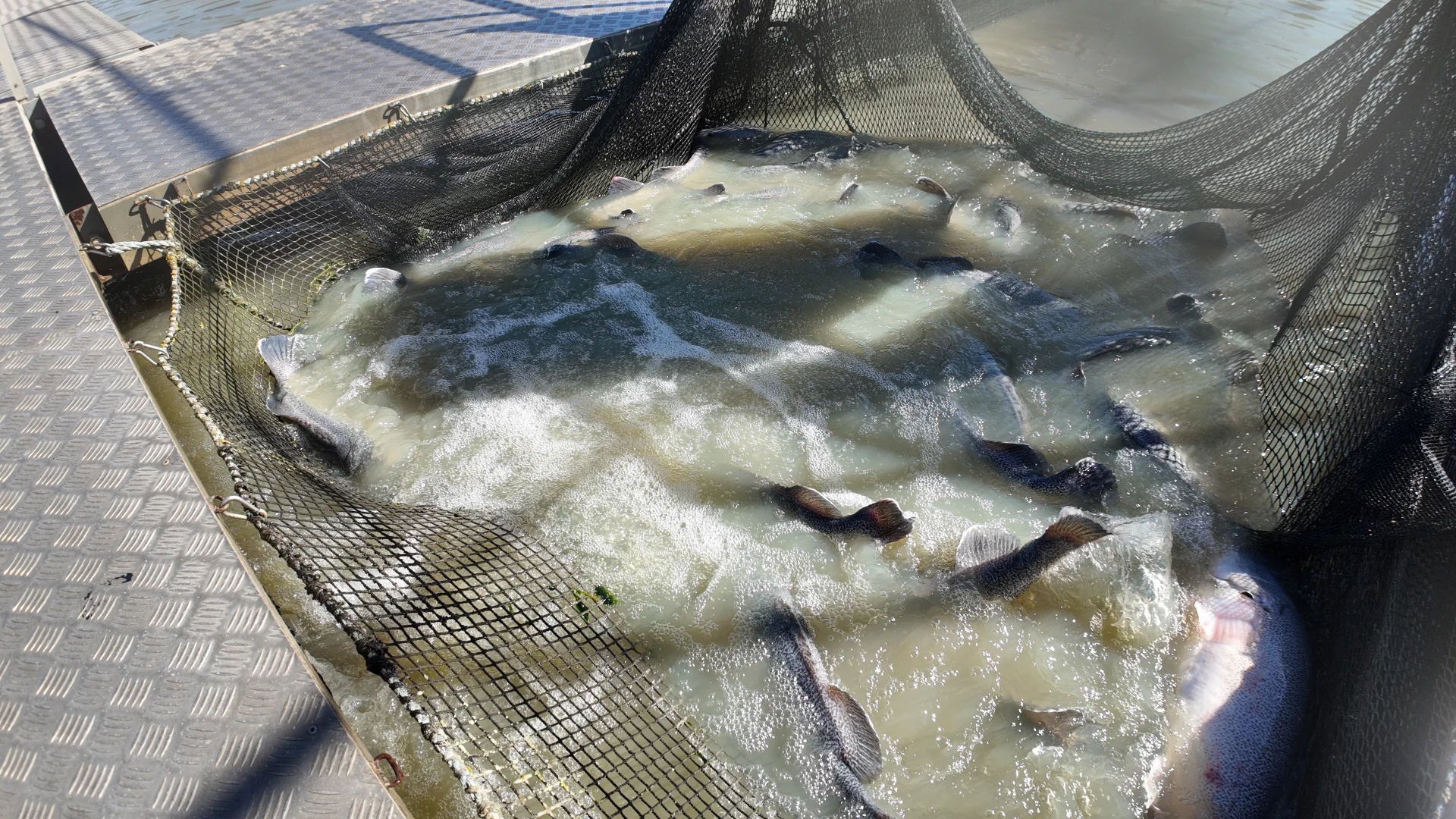 Additional image 18 of 187 Morley Road, Yoogali NSW 2680