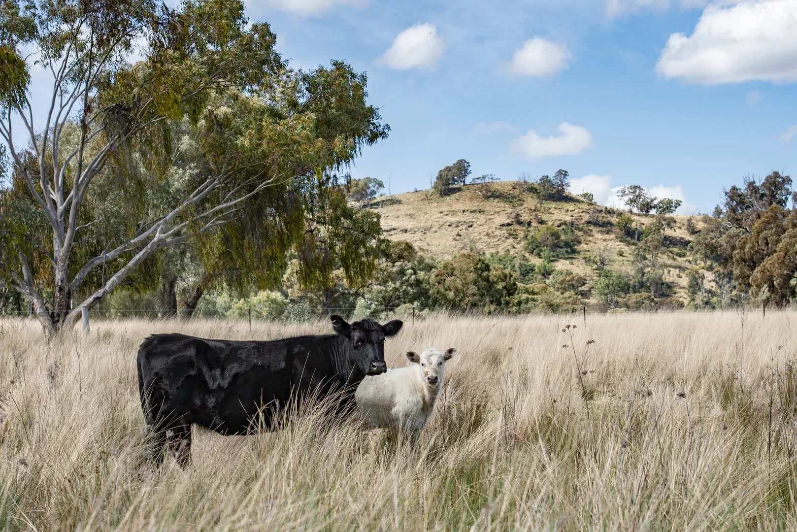 Additional image 32 of 1124 WARKTON ROAD, Coonabarabran NSW 2357