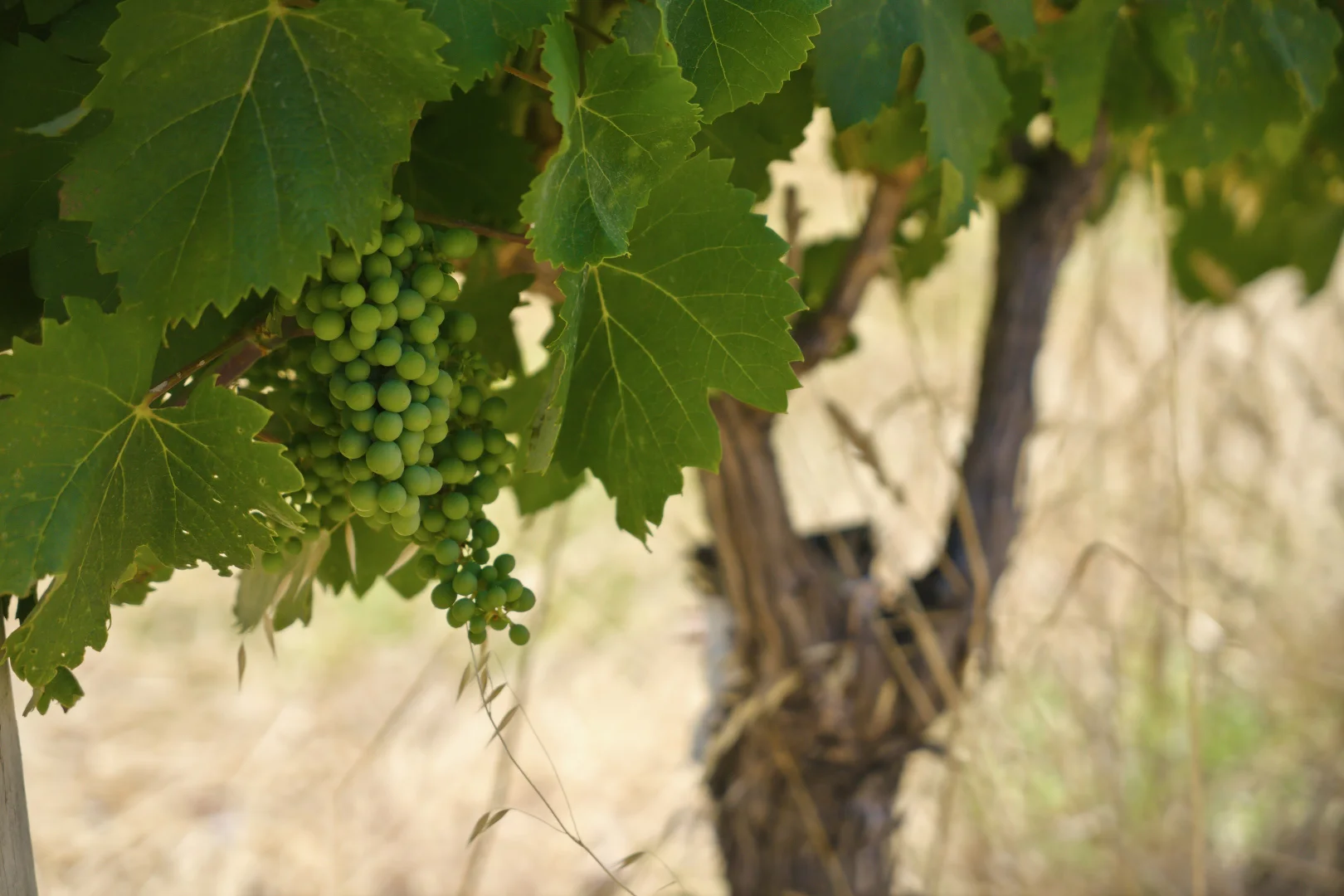 Additional image 11 of 26/3599 Caves Road, Wilyabrup WA 6280