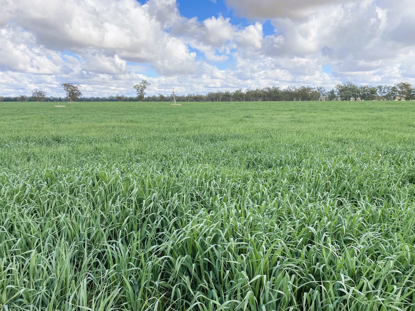 Additional image 17 of 'Glencoe' 28547 Carnarvon Highway, Roma QLD 4455