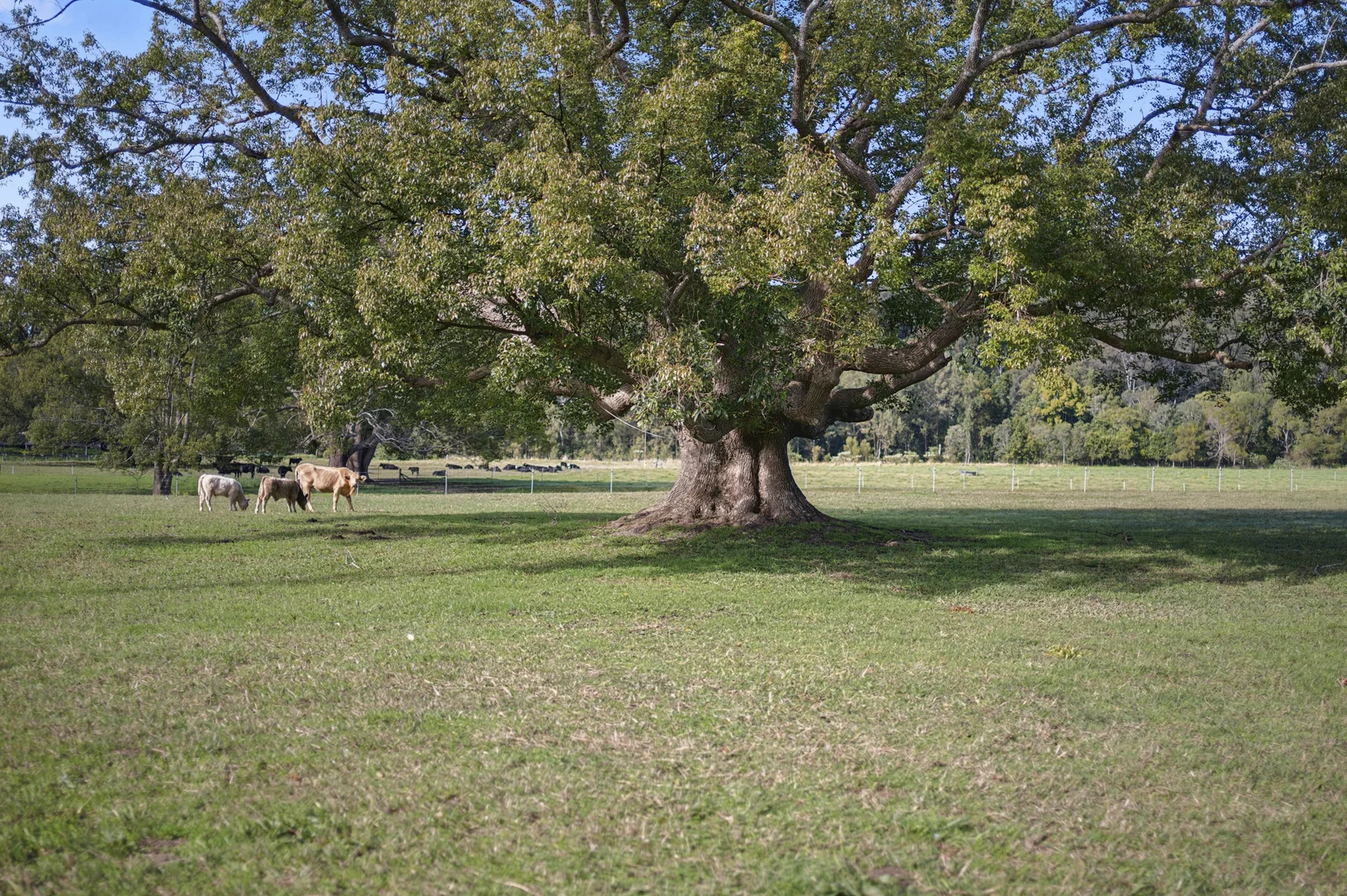 Additional image 28 of 339 Dairyville Road, Upper Orara NSW 2450