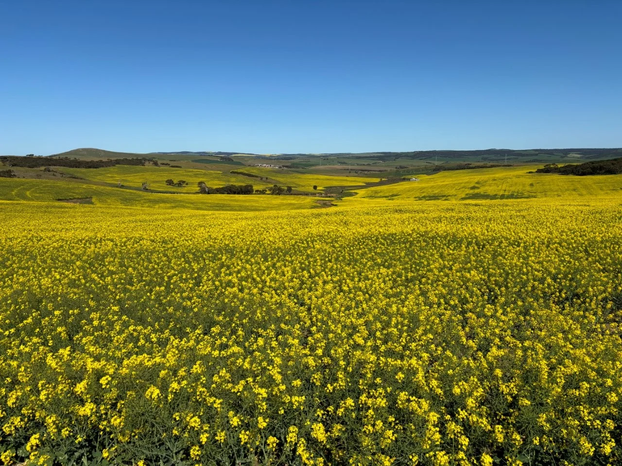 Additional image 21 of Lot 5 McAvaney Lane, Whites Flat SA 5607