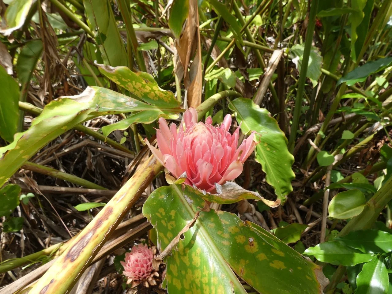 Additional image 2 of Lambells Lagoon NT 0822