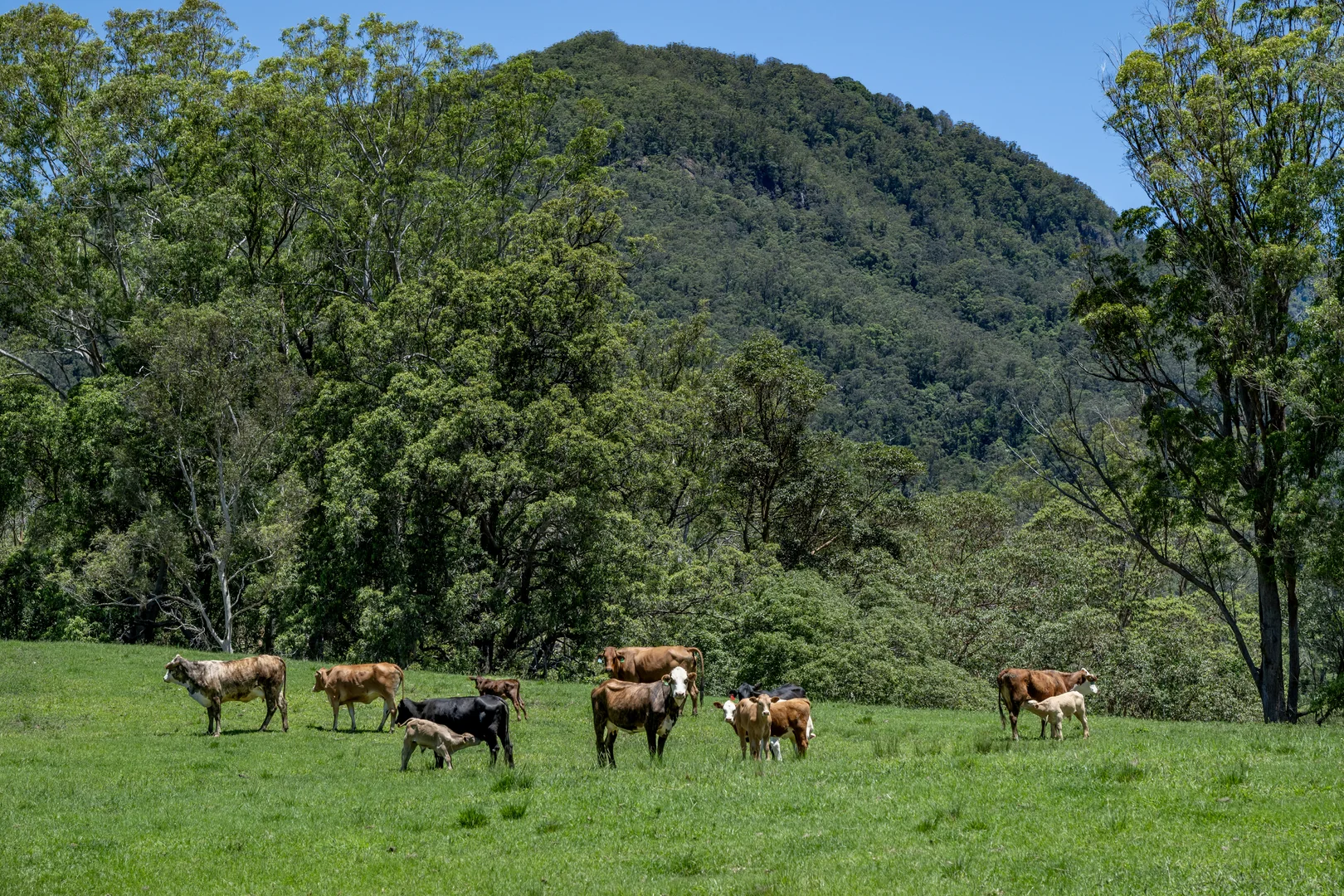 Additional image 19 of 148 Pine Log Road, Doon Doon NSW 2484