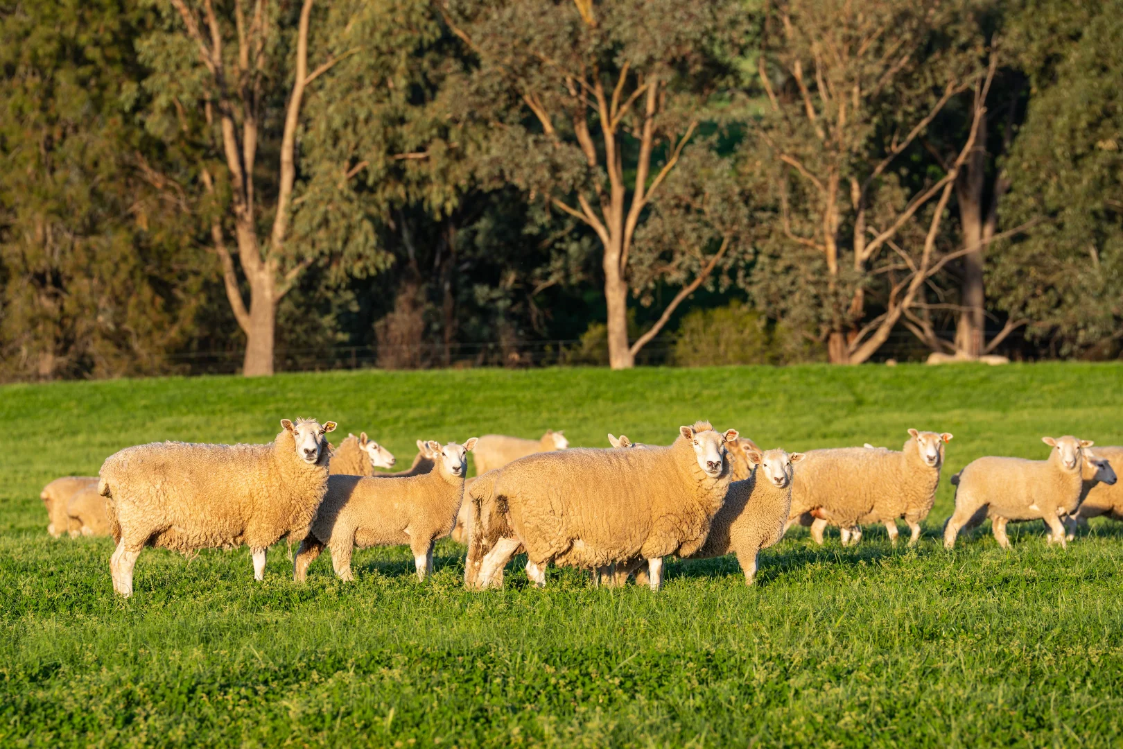 Additional image 12 of Lot 1/279 & Lot 2/281 Jingellic Road, Holbrook NSW 2644