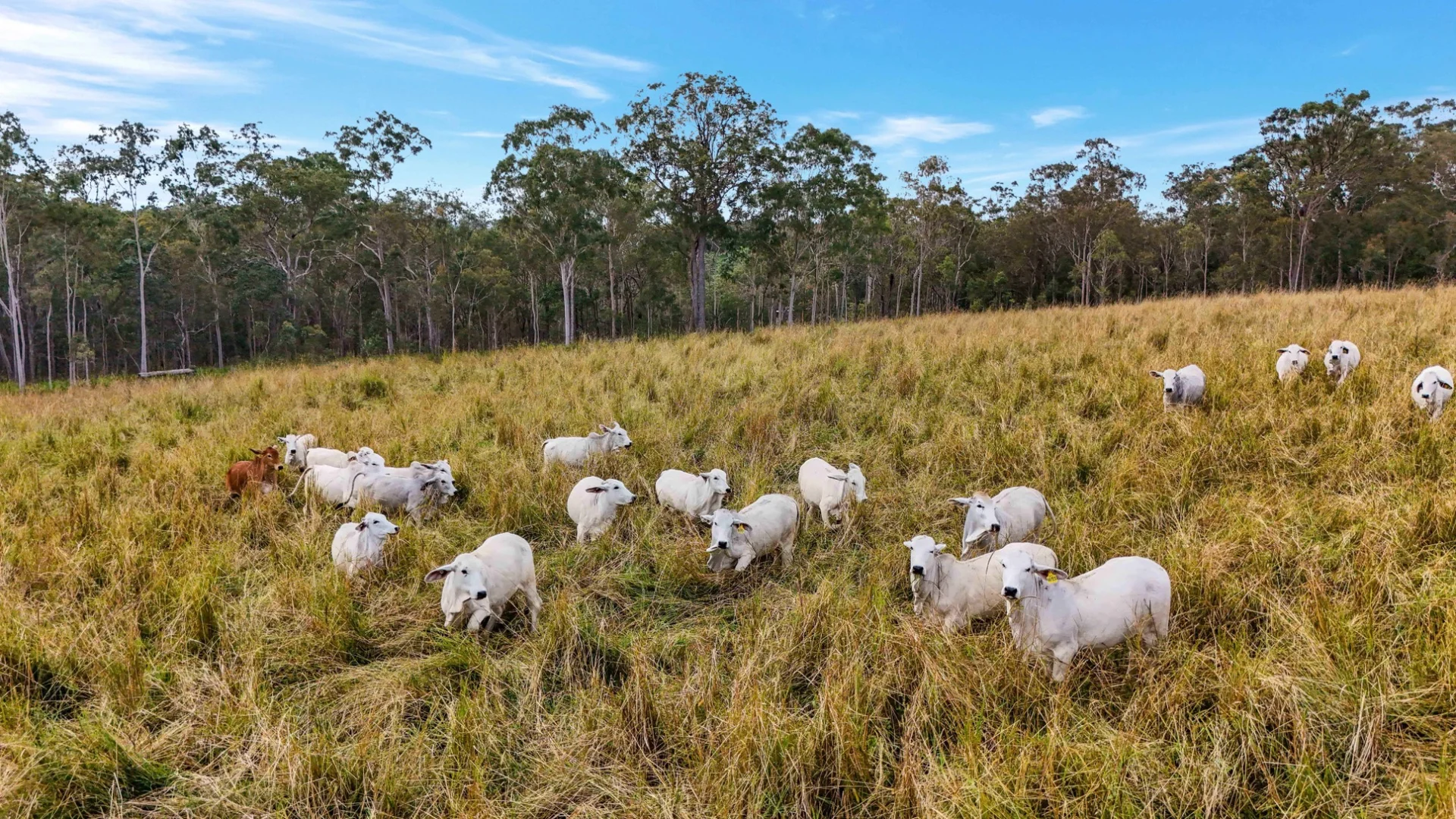 Additional image 53 of Lot 83 Chester Road, Wondecla QLD 4887