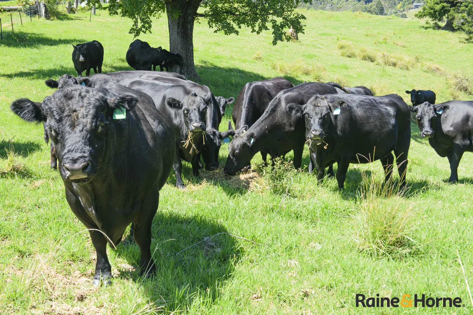 Additional image 3 of 1691 Coramba Road, Megan NSW 2453